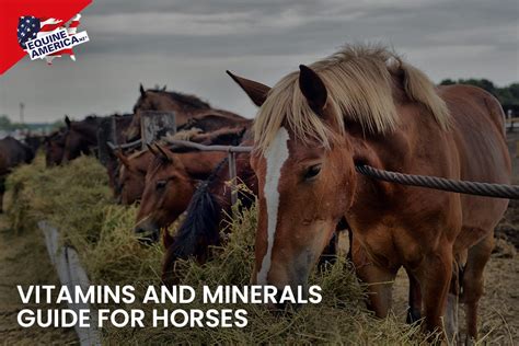 Vitamins and Minerals Guide for Horses .